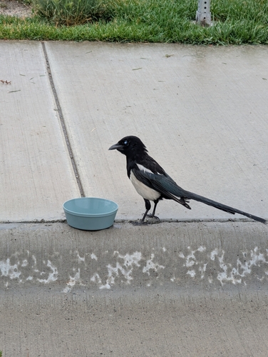 iNaturalist observation 2025-06-22