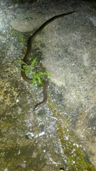 Atractus