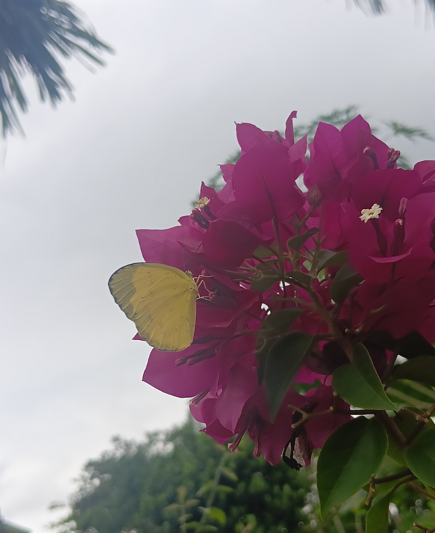 Three-Spot Grass Yellow