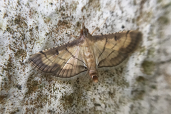 Cnaphalocrocis