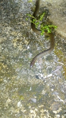 Atractus