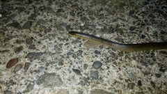 Atractus