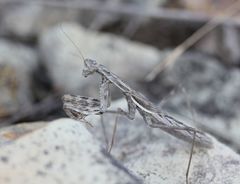 Bolivaria brachyptera