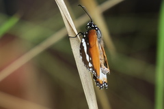Danaus chrysippus chrysippus