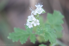 Phacelia rupestris