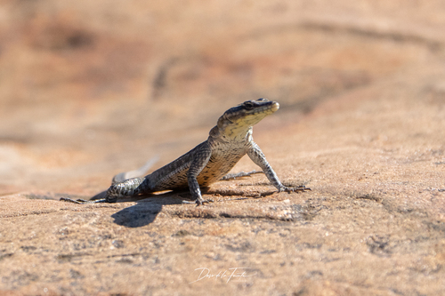 Sekhukune Flat Lizard, Platysaurus orientalis