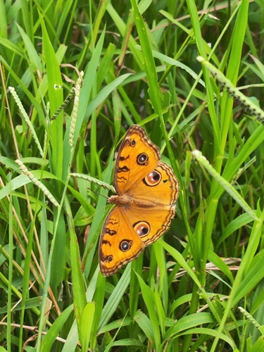 Peacock Pansy