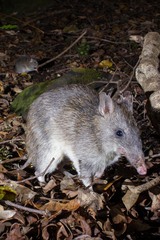 Long-Nosed Bandicoot photo 2