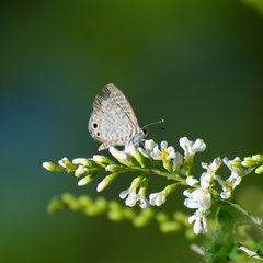 Leptotes