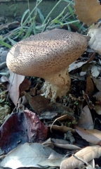 Scleroderma verrucosum