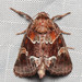 Chocolate Moth - Photo (c) mikehanson11, some rights reserved (CC BY-NC), uploaded by mikehanson11