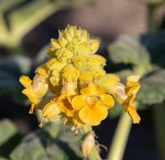 Ibicella lutea