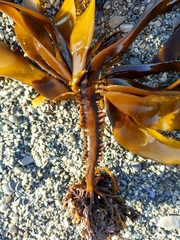 Alaria ochotensis