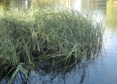 Typha domingensis