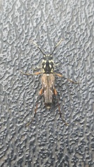 Xylotrechus grayii
