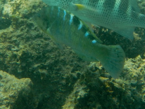 Banded wrasse (Halichoeres notospilus) — Labridae — 3