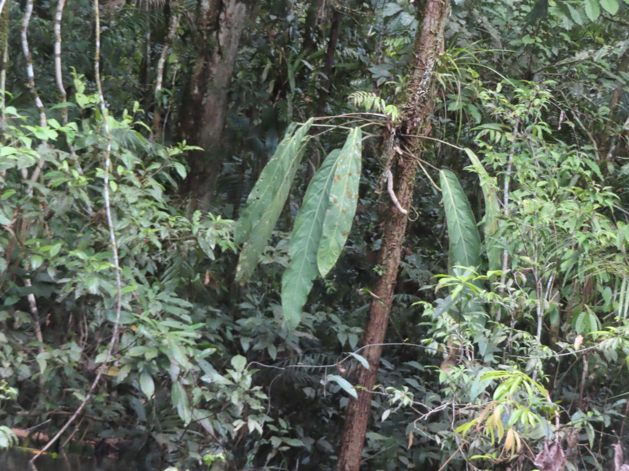 Anthurium pendulifolium