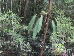 Anthurium pendulifolium