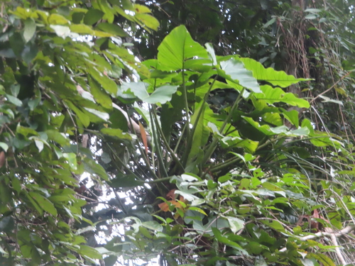 Philodendron deflexum, photograph 2