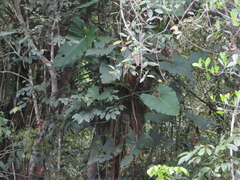 (c) Eric Schmidt, some rights reserved (CC BY) Philodendron deflexum, photograph (c) Eric Schmidt, some rights reserved (CC BY)