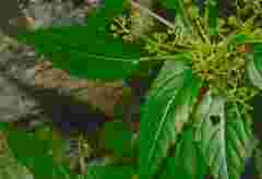 Laportea interrupta