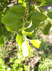 Cinnamomum reticulatum