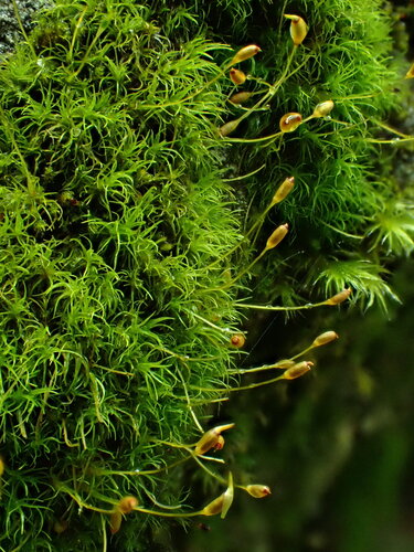Cynodontium jenneri
