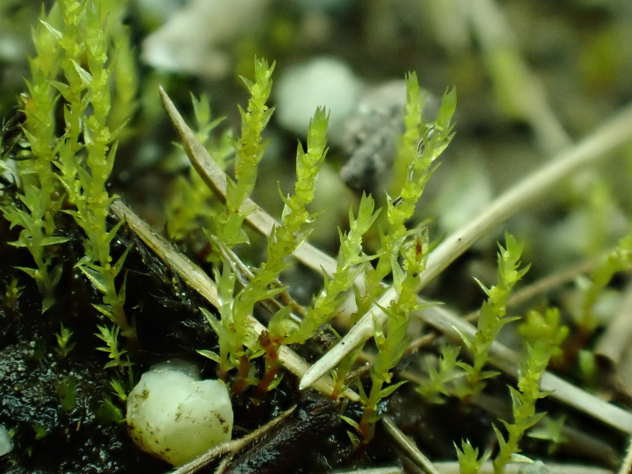 Pohlia camptotrachela