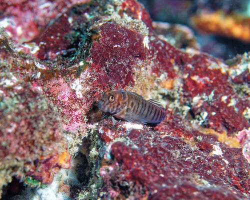 Quagga blenny (Cirripectes quagga) — Blenniidae — 4