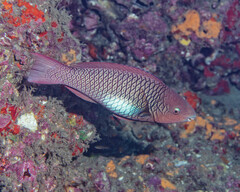 Marquesan Parrotfish photo 1