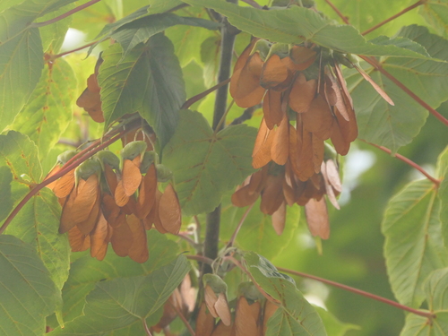 Acer caesium, photograph 4