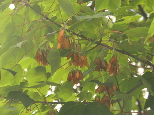 Acer caesium, photograph 6