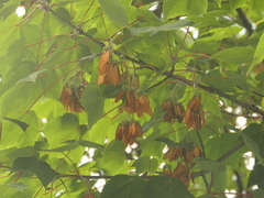 Acer caesium, photograph (c) Sagnik Dutta Roy, some rights reserved (CC BY)