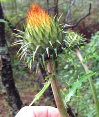 Cirsium ehrenbergii