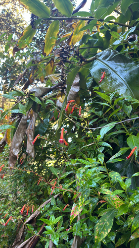 Cuphea ignea observed 2025-07-01