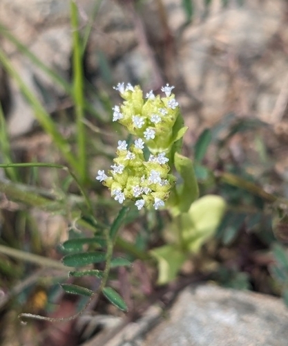 Oriental Cornsalad (Valerianella orientalis)