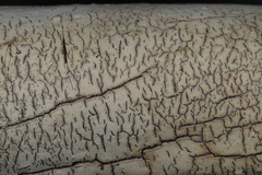 Phanerochaete livescens