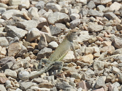 Cophosaurus texanus scitulus