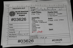 Phanerochaete livescens