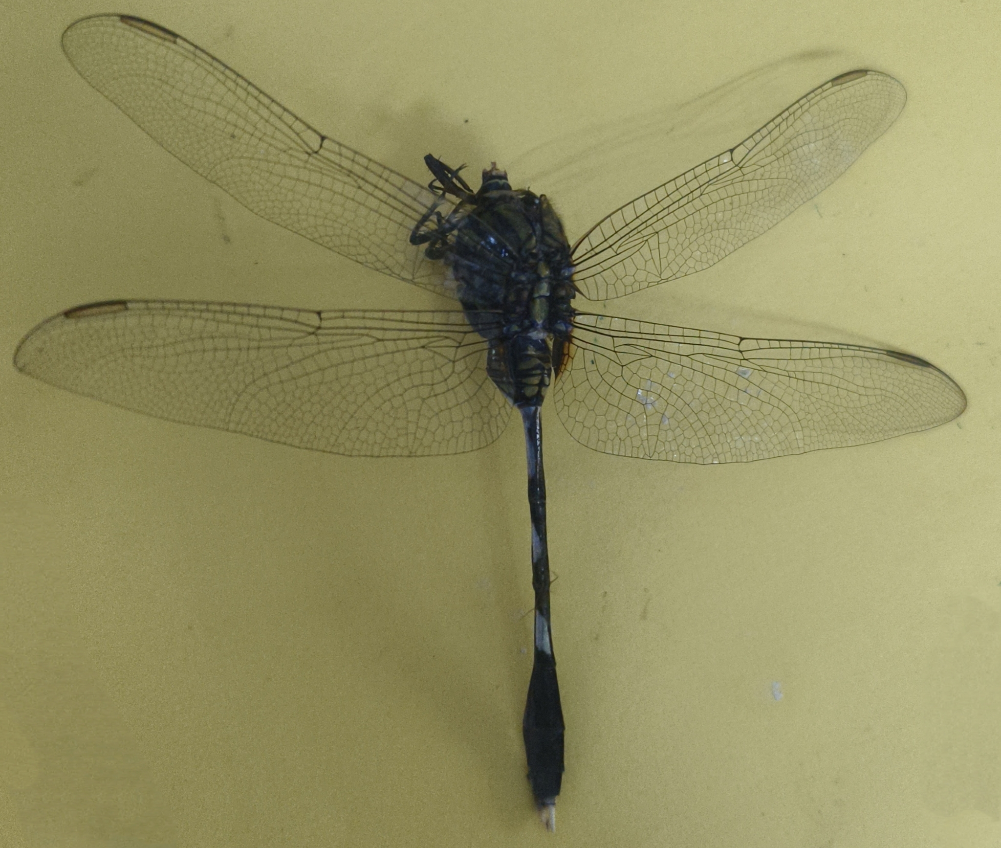 Slender Skimmer
