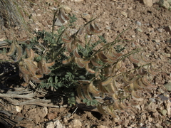 Astragalus malacus