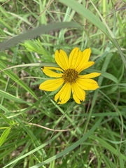 Coreopsis palmata