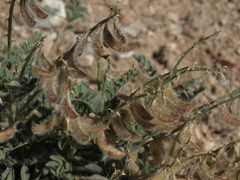 Astragalus malacus