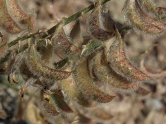 Astragalus malacus