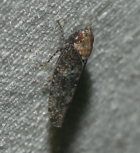 Paraphlepsius collitus