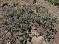 Phacelia gymnoclada