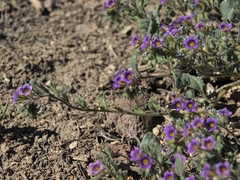 Phacelia gymnoclada