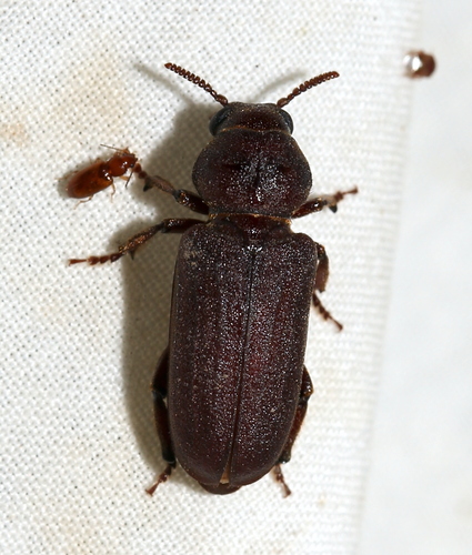 Scaphinus muticus