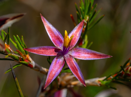 Calectasia demarzii (Calectasia demarzii)