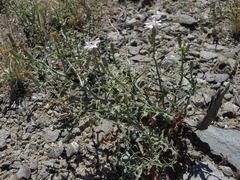 Stephanomeria parryi